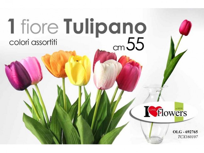 tulipano gicos
